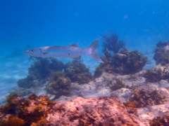 Barracuda