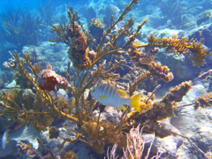 Snorkling1