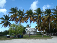 Cocotiers
