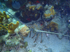Langouste