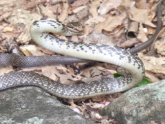 serpent