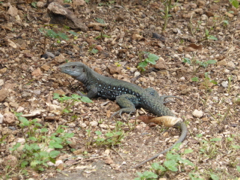 lzard