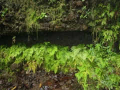fougres