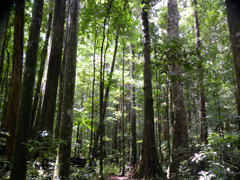 Arbres