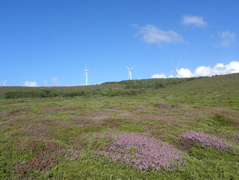 Eoliennes