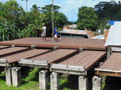 Schage cacao
