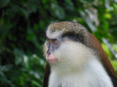 Singe