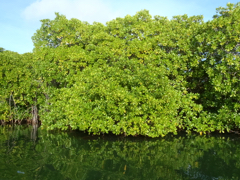 Mangrove en kayak