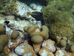 Poissons  Morpion