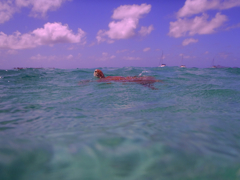 Tortue3