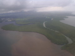 Mangrove