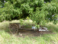 cabrouet