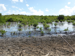 Mangrove