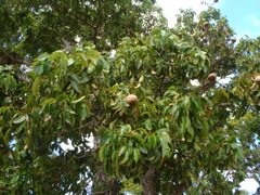 mahogany