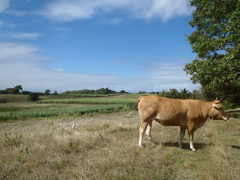 Vache