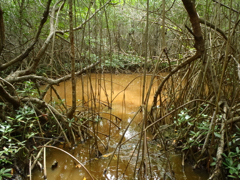 mangrove