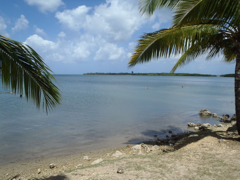 Macou