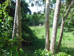 Savane
