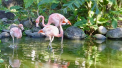 Flamands de Cubas