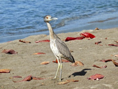 Oiseau
