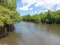 Mangrove