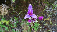 Orchide sauvage