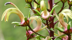 Fleur sauvage