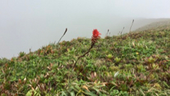 Ananas montagne