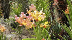 Orchides