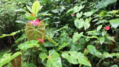 anthurium