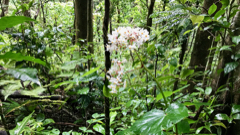 Floraison