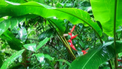 Balisier