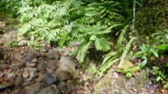 Ruisseau