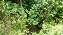 Rivire Tambour