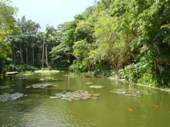 Jardin tropical
