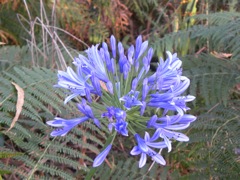 Agapanthe