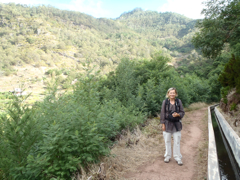 Levada des mimosas