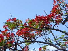 flamboyant