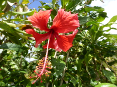 hibiscus