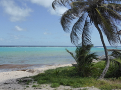 plage Capesterre 1
