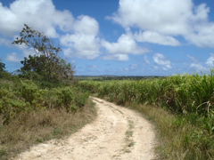 chemin