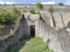 Figuier