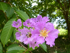 fleurs