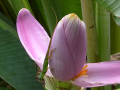 anoli