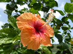 hibiscus 1