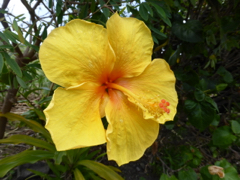 hibiscus 2
