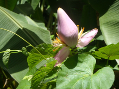 fleur de bananier