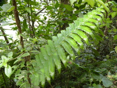 Fougres