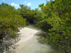 Mangrove