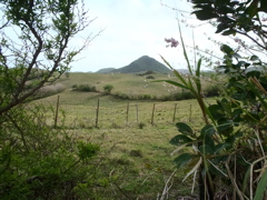 Morne Pois